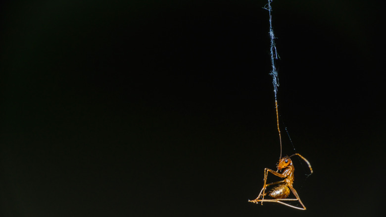 ant stuck on a spider web