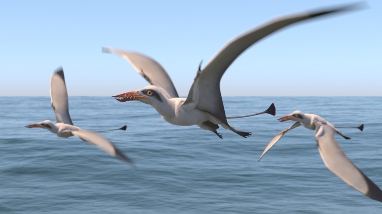 pterosaur flying flock rhamphorynchus
