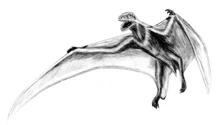 Jeholopterus pencil drawing