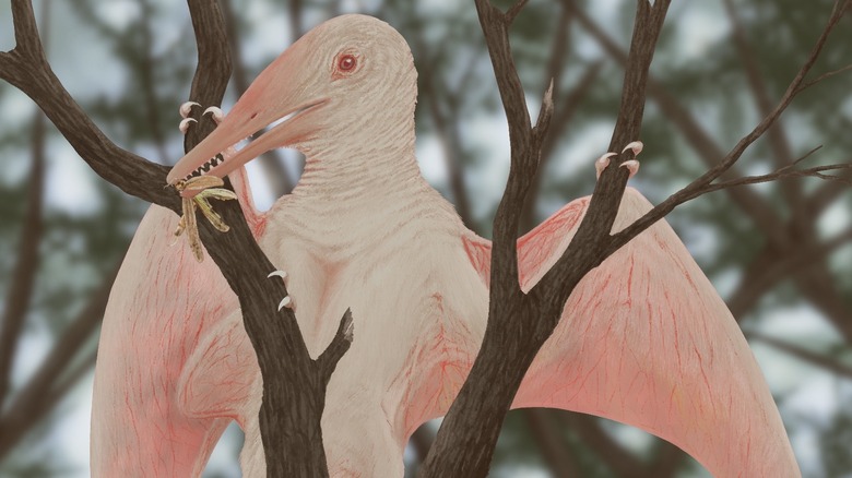 Kunpengopterus white grasping eating