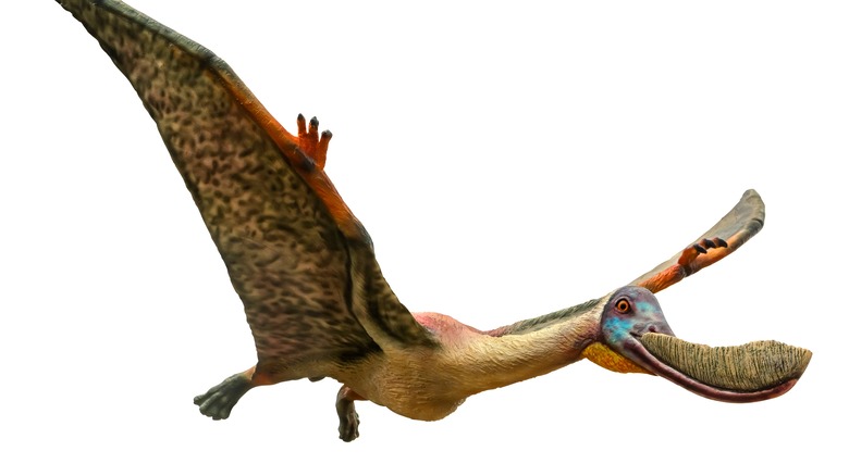 Pterodaustro flying