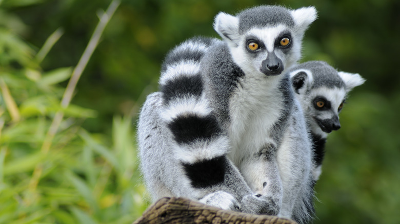 Lemurs hanging out