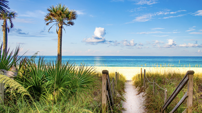 Palm trees and beach in Florida