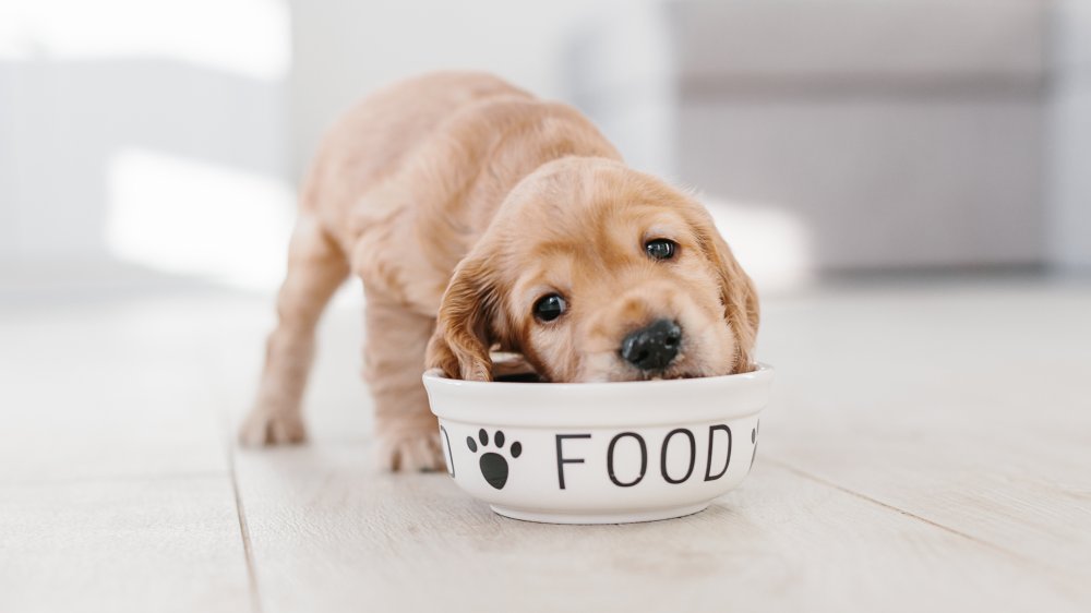 Dog and food bowl