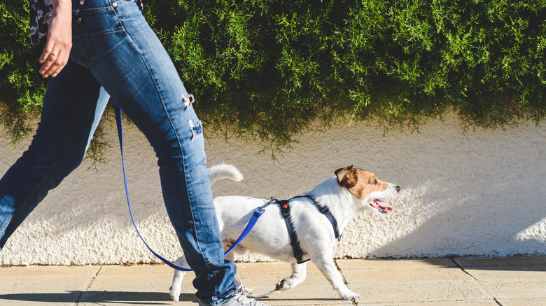 Dog walking on lead