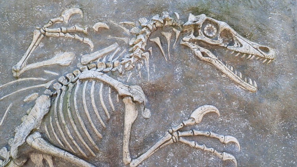 Velociraptor fossil