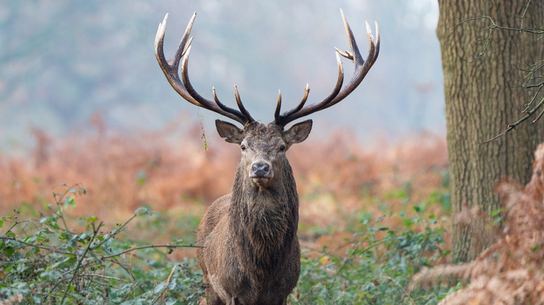 A stag stands in the woods