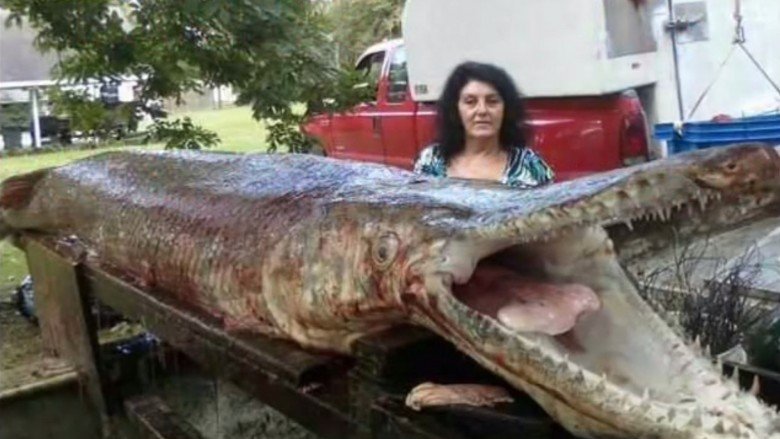 huge alligator gar