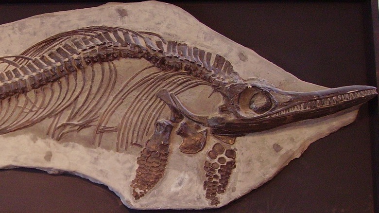 Ichthyosaurus fossil