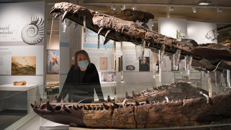 Researcher standing by pliosaur skull