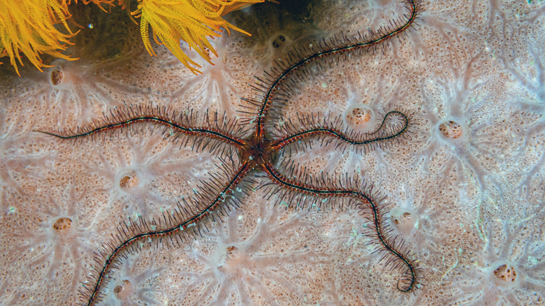Modern-day brittle star
