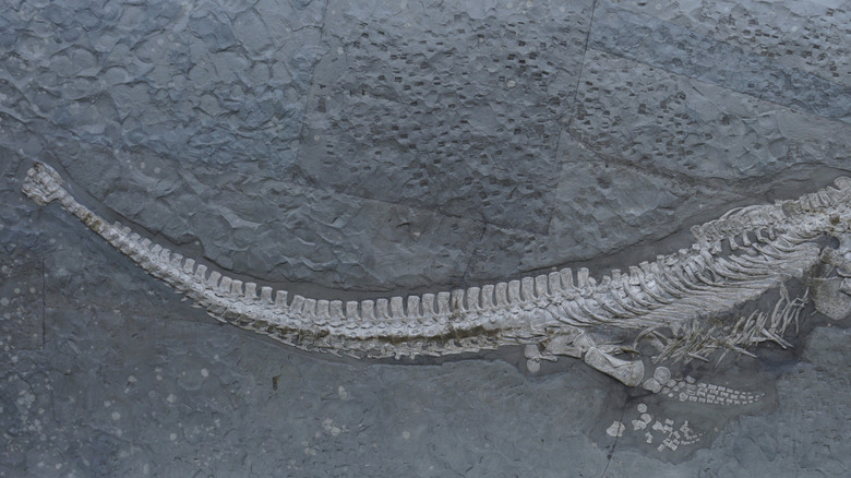 Plesionectes longicollum skeletal holotype