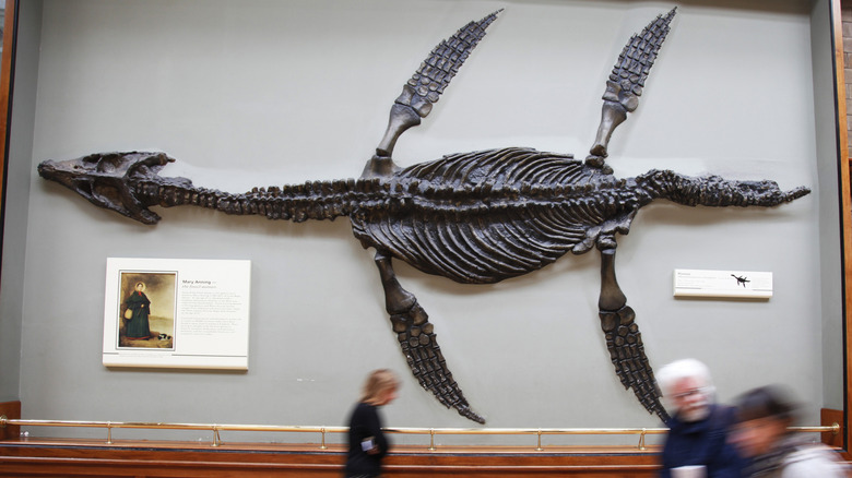 Pliosaur skeleton hanging on wall
