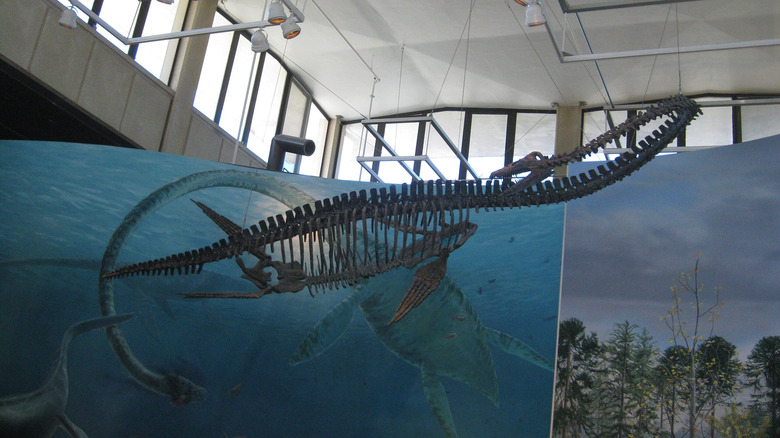 Elasmosaur mounted skeleton
