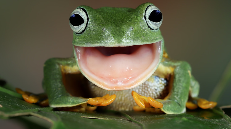 A frog on a leaf