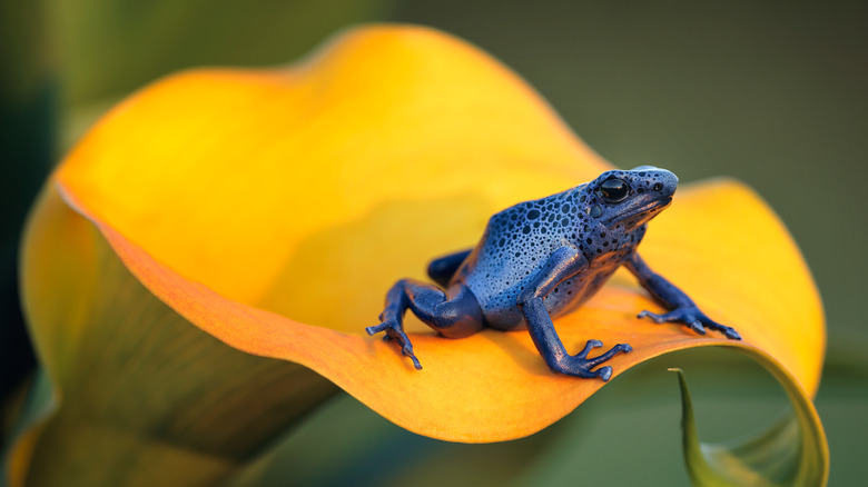 A dark blue and black frog on a yellow flower