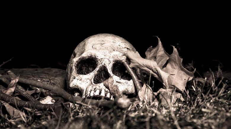 skull in woods