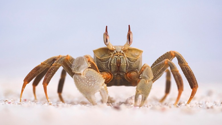 A ghost crab, eyes forward