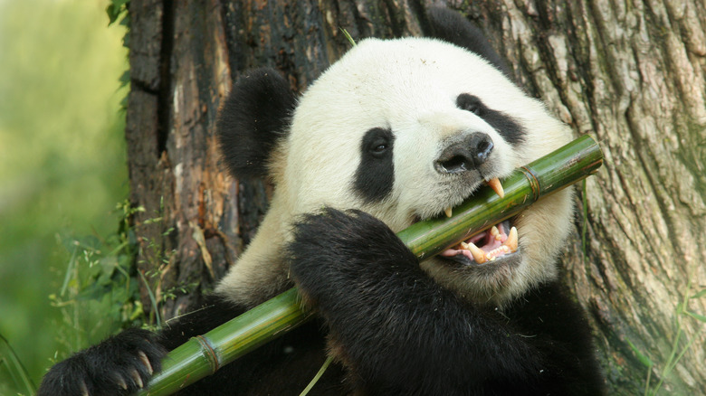 Panda eating a stalk of bamboo