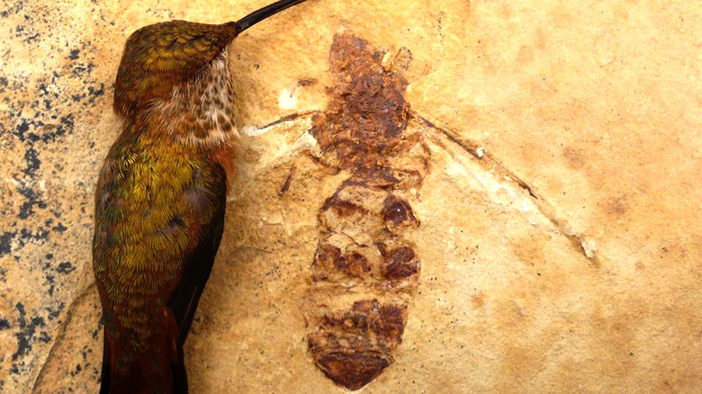 Titanomyrma lubei fossil next to hummingbird
