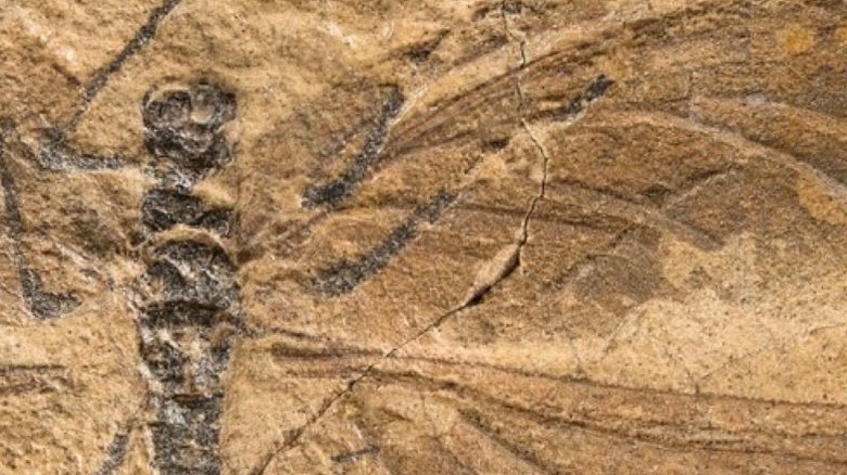 Bojophlebia prokopi fossil holotype specimen