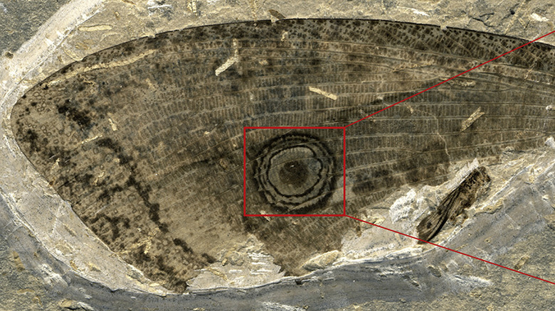 Makarkinia adamsi relative fossil