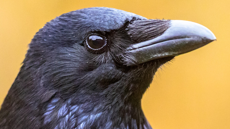 Crow paying attention