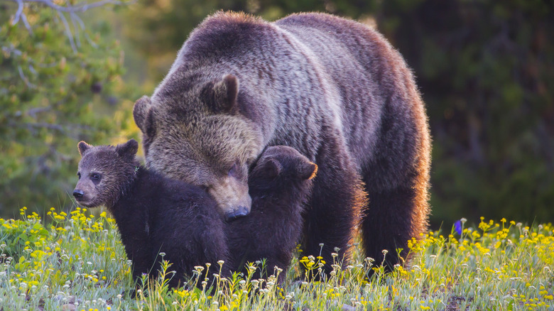 grizzly bear with her cubs