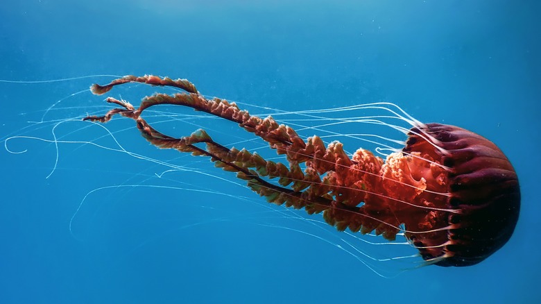A jellyfish underwater