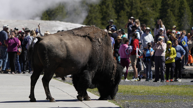 Crowded Yellowstone National Park