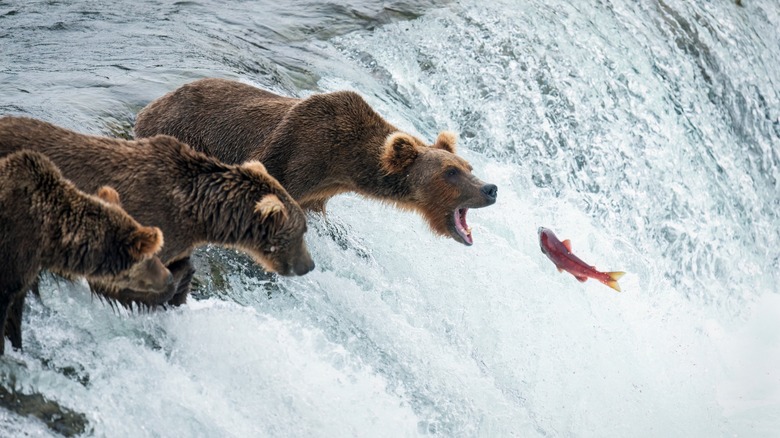 Bears catching fish 
