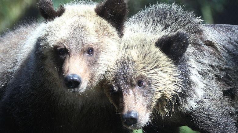 Grizzly bear cubs