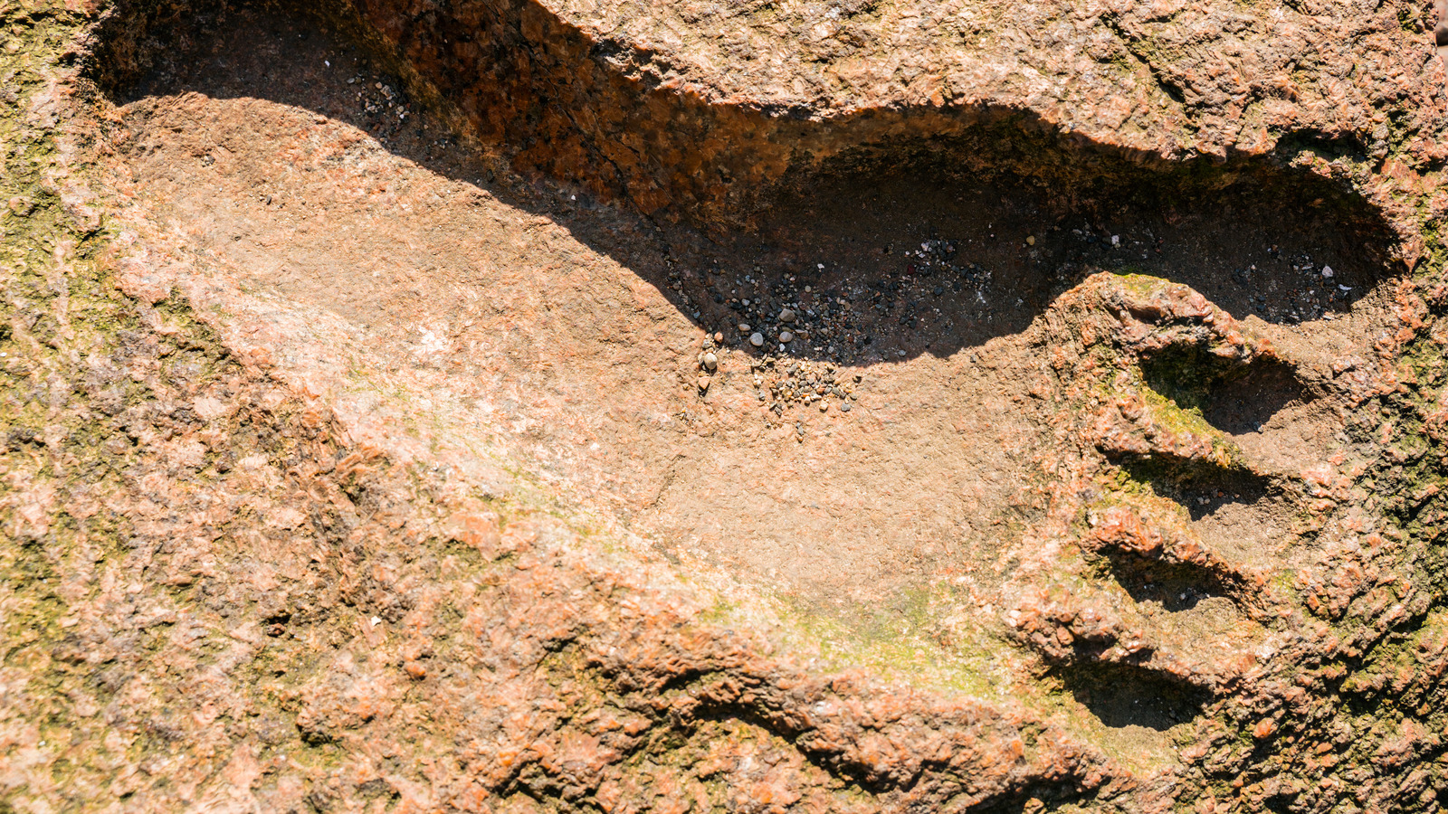 Grover Krantz An Anthropologist Immortalized With Man's Best Friend