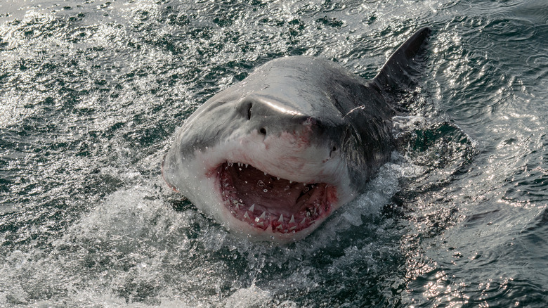 great white shark