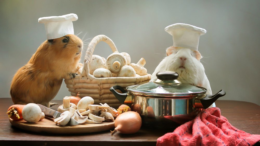 Guinea pigs, food