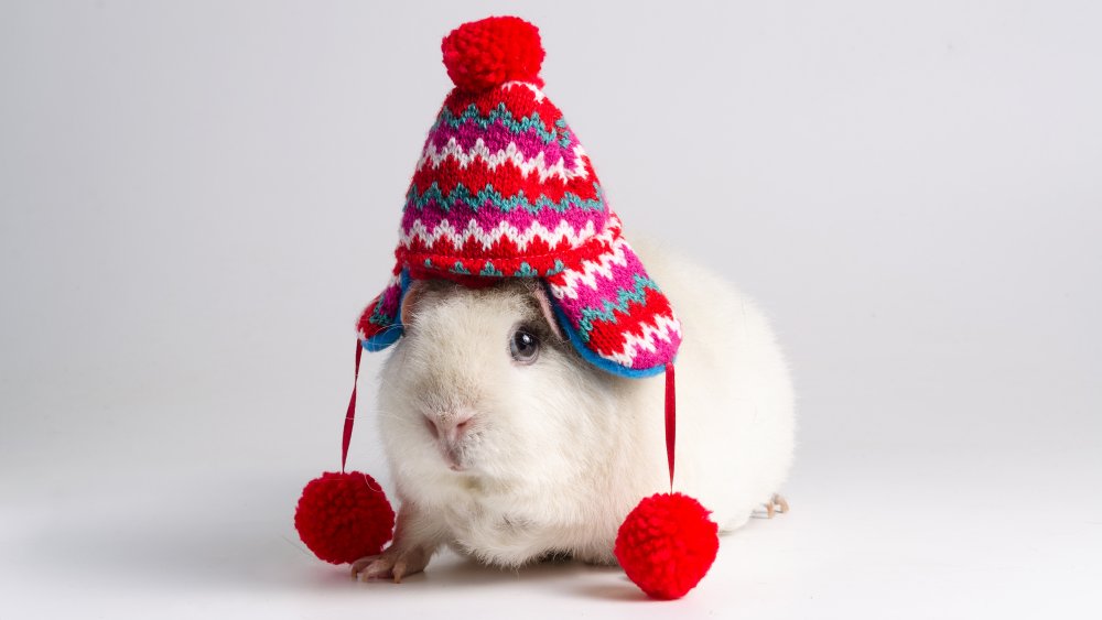 Guinea pig, hat, ice cream