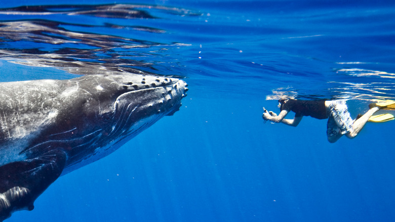 Humpback whale and photographer