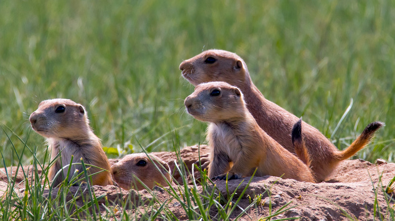 A group of prairie dogs