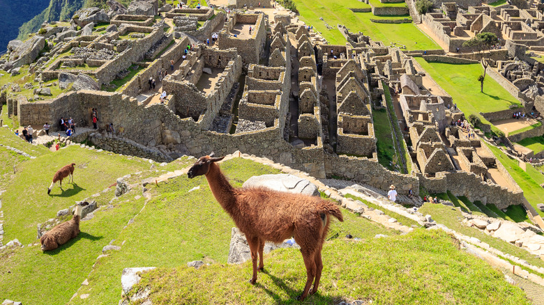 Llama at Machu Picchu