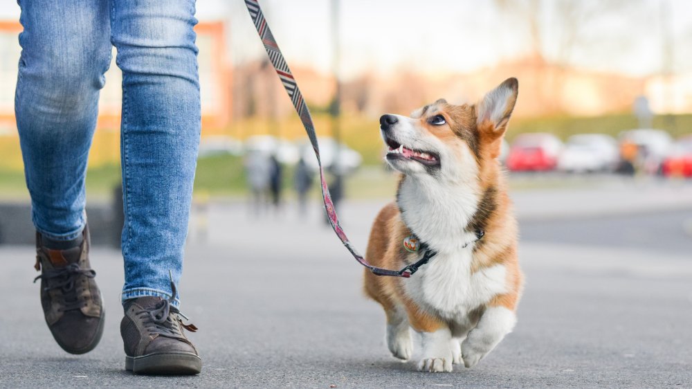 Dog on leash