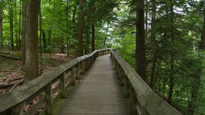 boardwarlk in national park