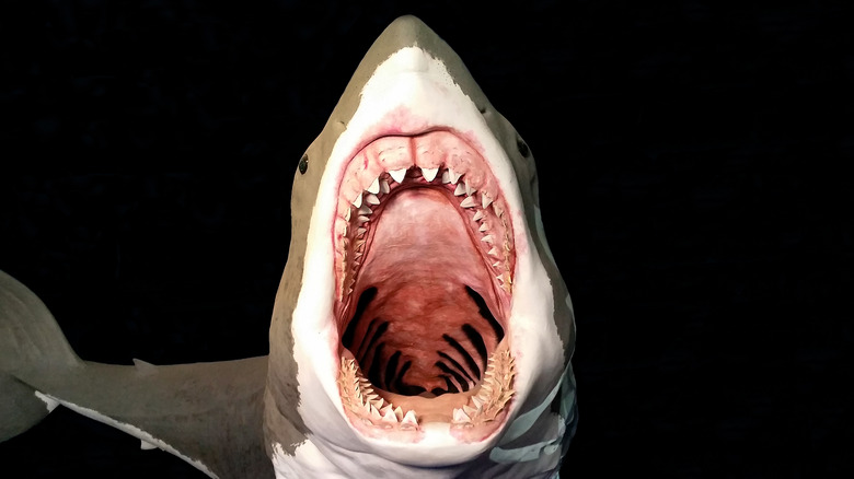 Megalodon shark