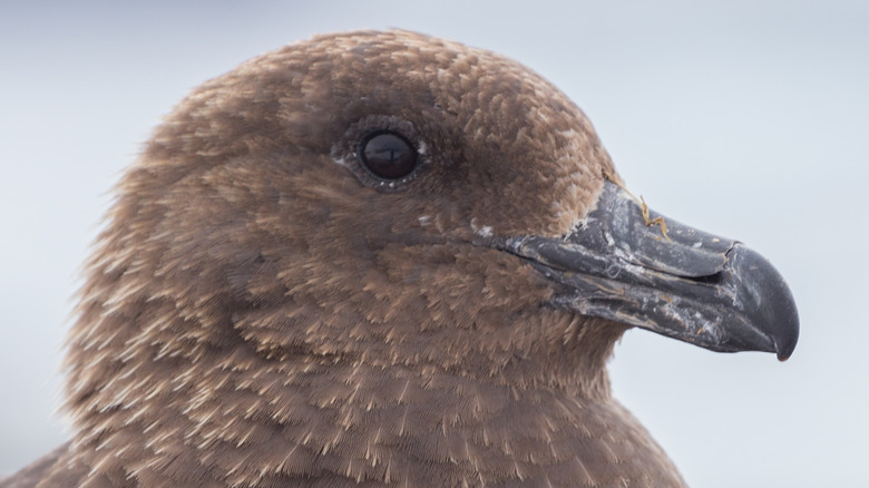 brown sku bird