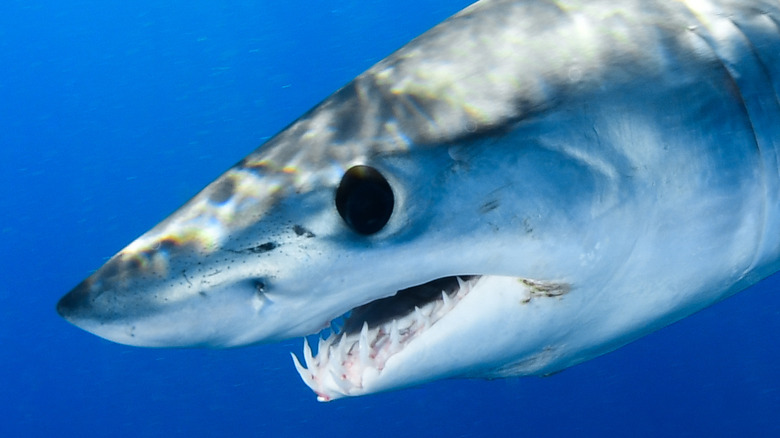 shortfin mako shark swimming