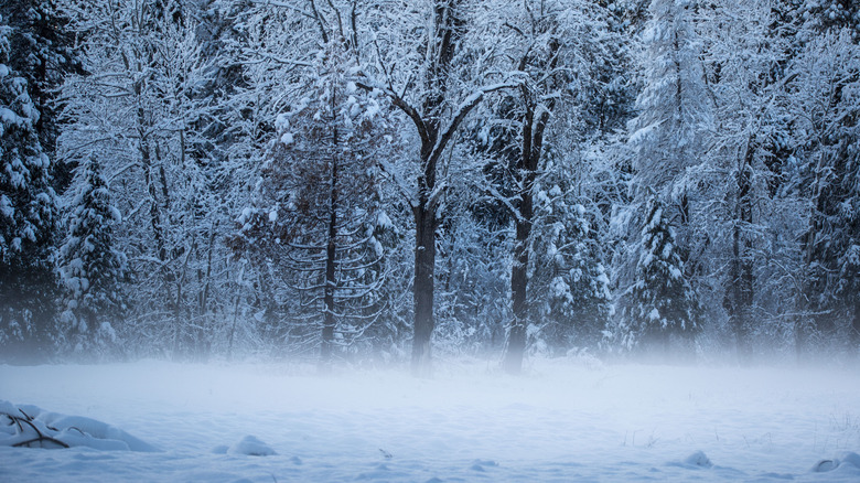 Winter Forest