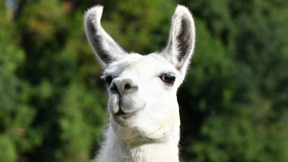 Llama