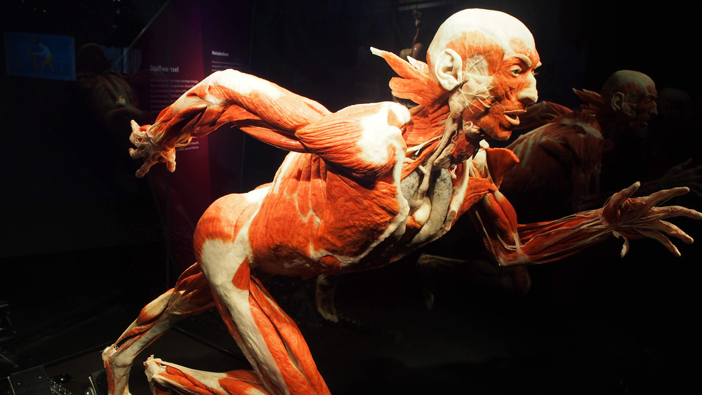 The human body
