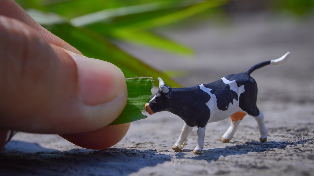 very small cow