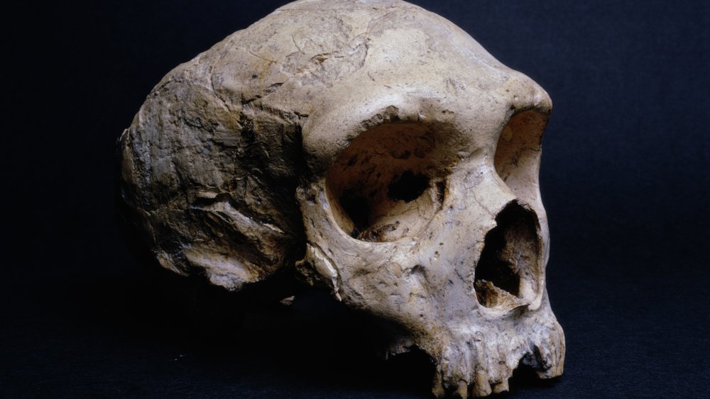 Neanderthal skull