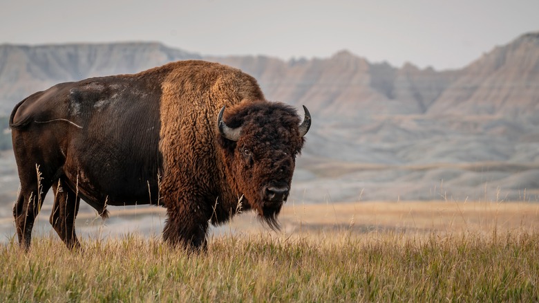 South Dakota bull bison